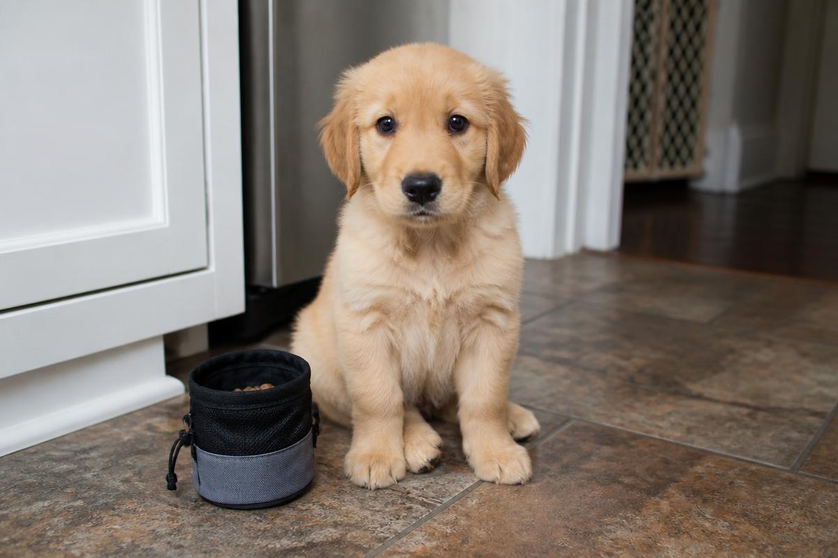 Golden retriever puppy sitting attentively on a kitchen floor beside a training treat pouch during puppy training