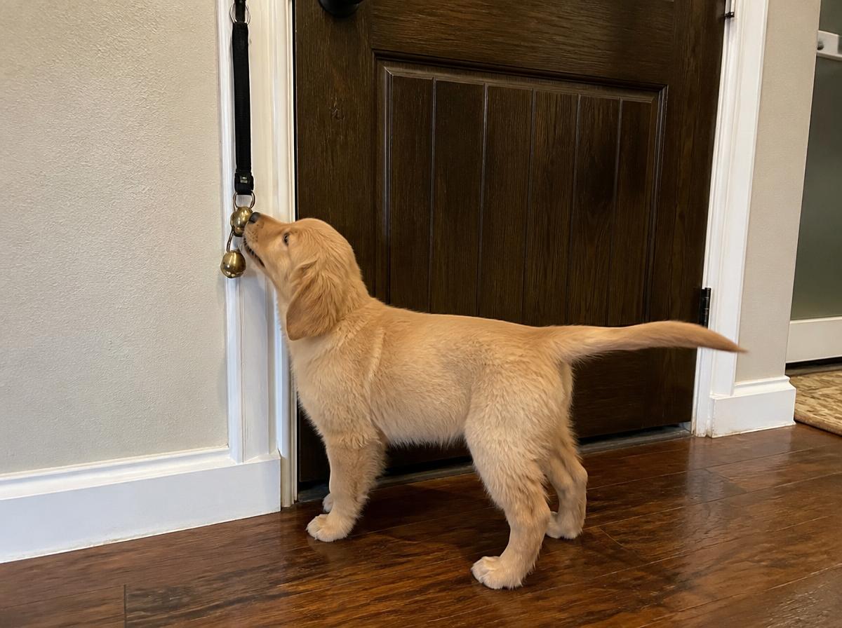 Golden retriever puppy learning to ring potty-training door bells hanging on a home entryway door with a trainer's hand guiding